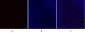 GSK3β Polyclonal Antibody